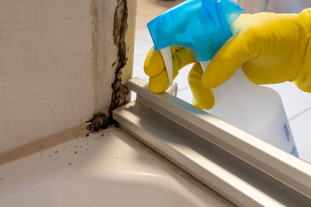 Best Mold Testing  in Bliss Corner, MA