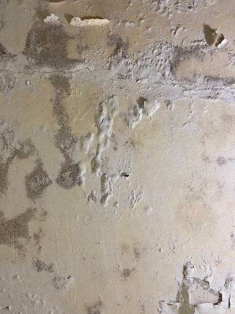 Best Water Damage Restoration  in Bliss Corner, MA