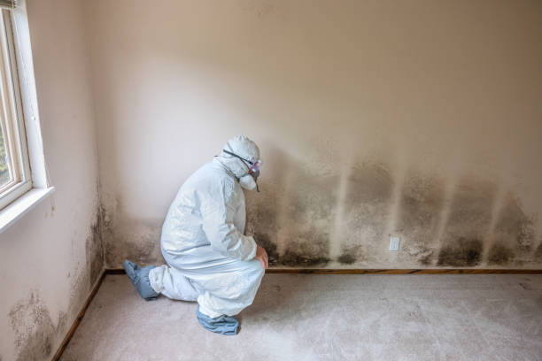 Mold Removal Process in Bliss Corner, MA