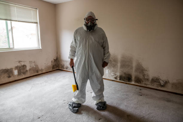 Best Commercial Mold Removal  in Bliss Corner, MA