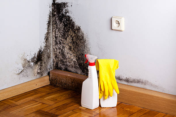 Best Mold Removal Company Near Me  in Bliss Corner, MA