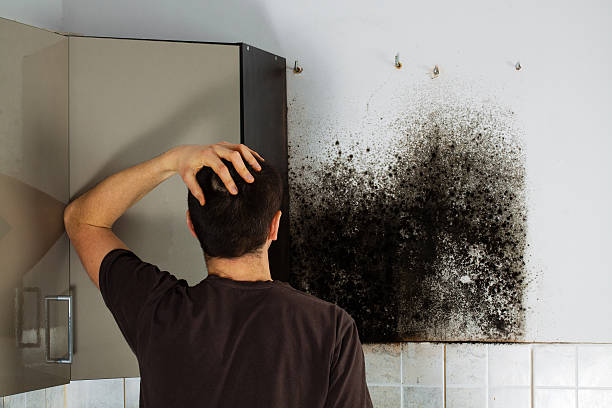 Best Crawl Space Mold Removal  in Bliss Corner, MA